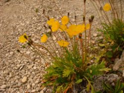2013-08-18_Regina-F-Rau_Schachen_Blumen  (139).JPG